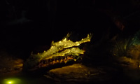 La Tanière du Dragon