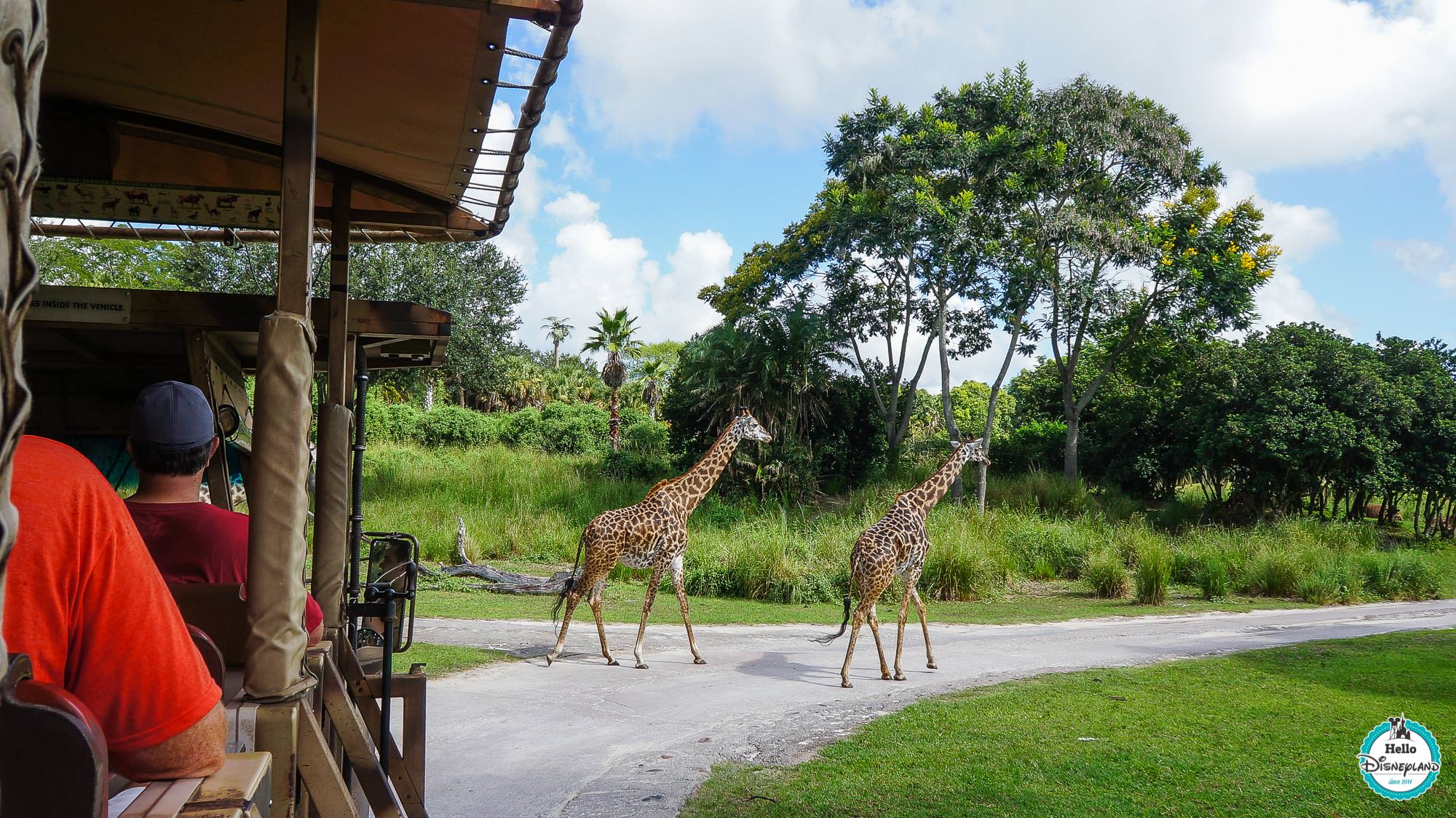 Animal Kingdom - Walt Disney World