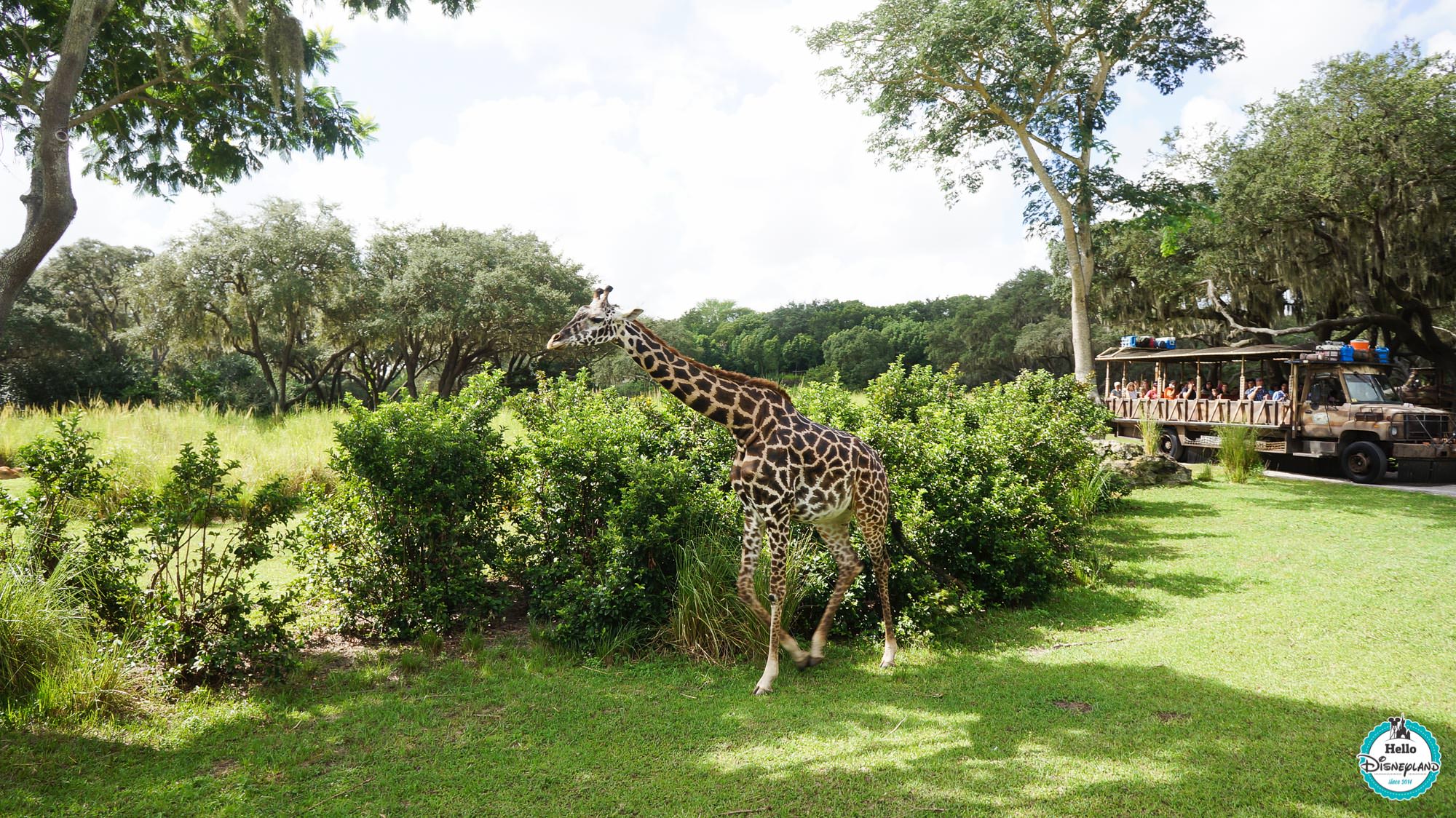 Animal Kingdom - Walt Disney World