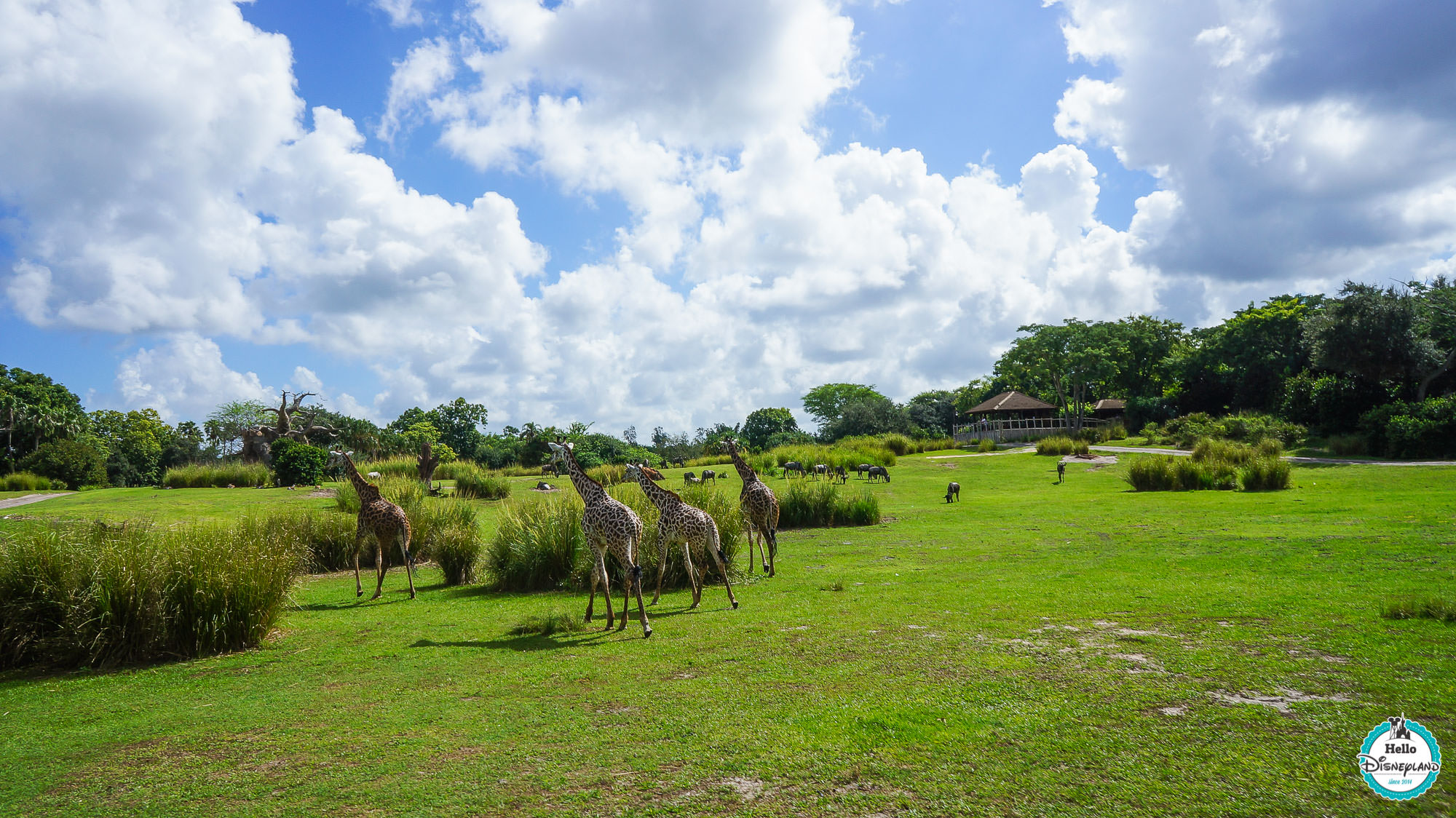 Animal Kingdom - Walt Disney World