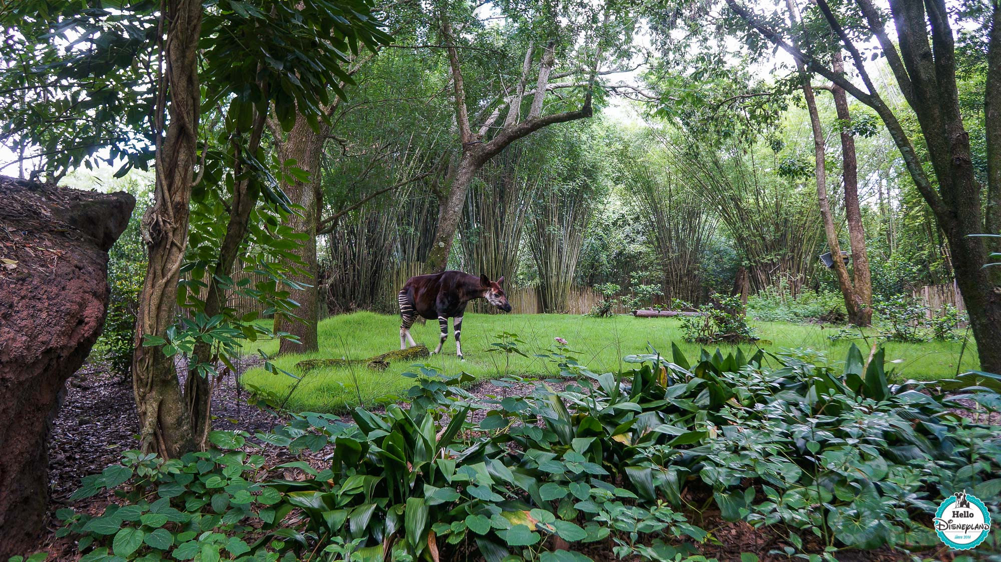 Animal Kingdom - Walt Disney World