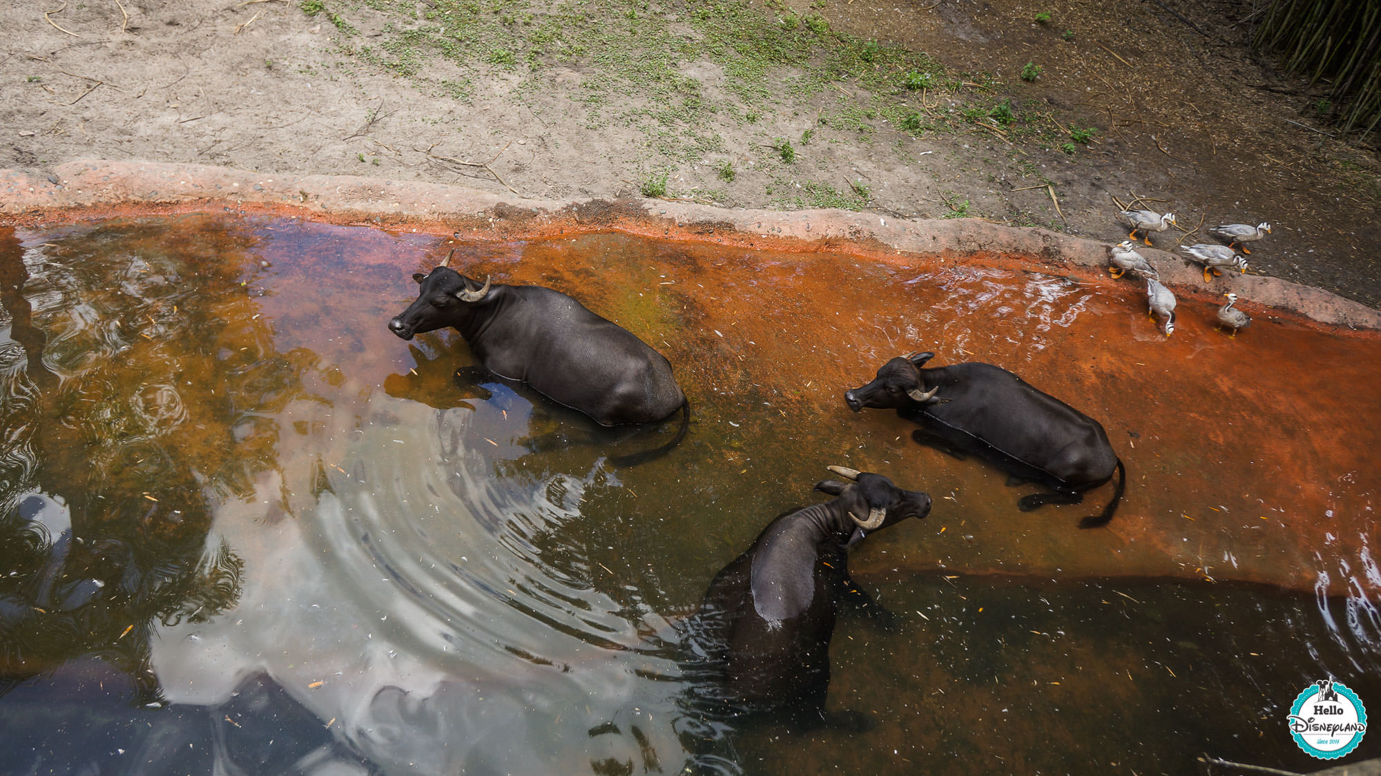 Animal Kingdom - Walt Disney World