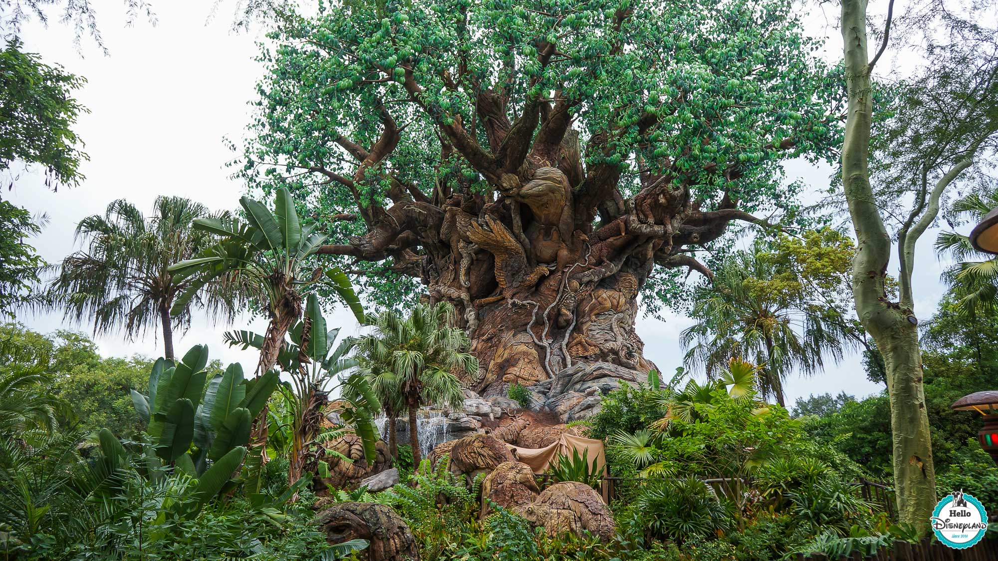 Animal Kingdom - Walt Disney World